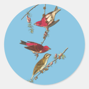 Audubon Lila Finch Bird Art Stickers Runt Klistermärke