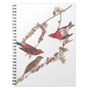 Audubon Lila Finch Red Birds on Conifer Träd Anteckningsbok