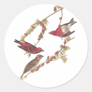 Audubon Lila Finch Red Birds Vintage Art Runt Klistermärke