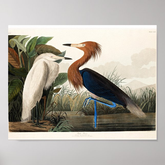 Audubon - Lila Heron Poster (Framsidan)