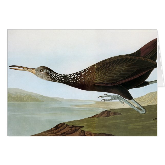 Audubon: Limpkin OBS Kort (Framsidan Horizontal)