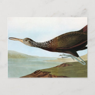 Audubon: Limpkin Vykort