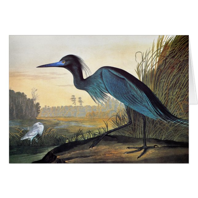 Audubon: Lite blåttHeron OBS Kort (Framsidan Horizontal)