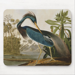 Audubon Little Blue Heron Musmatta