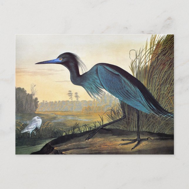 Audubon: Little Blue Heron Vykort (Framsida)
