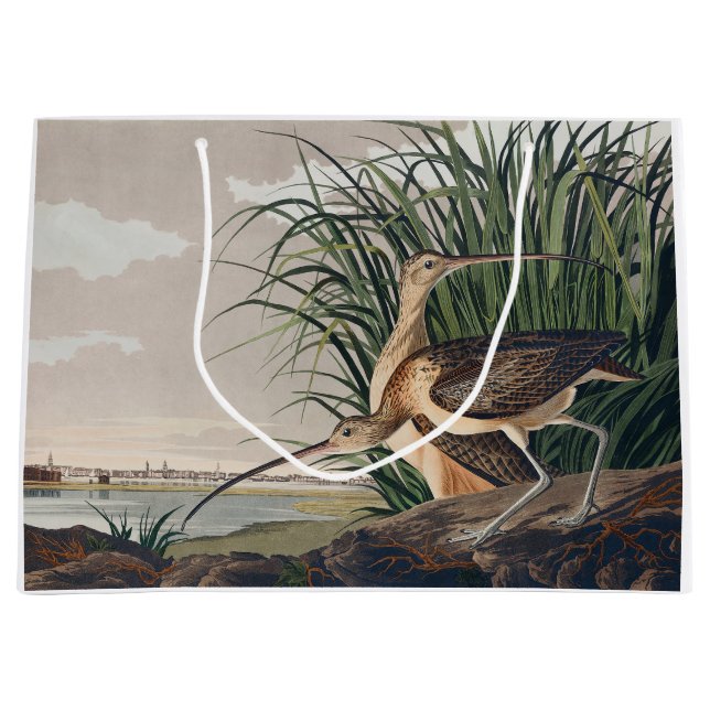Audubon Long-Billed Curlew Bird (Framsidan)