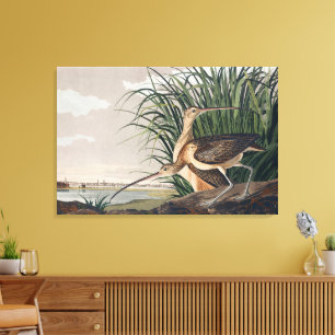Audubon Long-Billed Curlew Bird Canvastryck