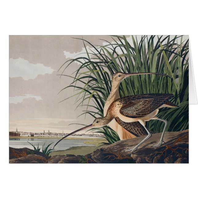 Audubon Long-Billed Curlew Bird Hälsningskort (Framsidan Horizontal)