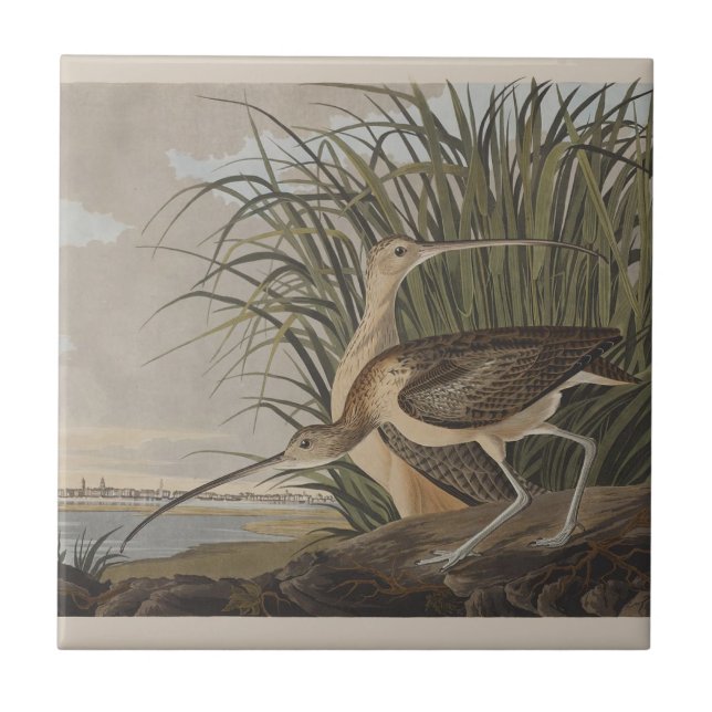 Audubon Long-Billed Curlew Bird Kakelplatta (Framsidan)