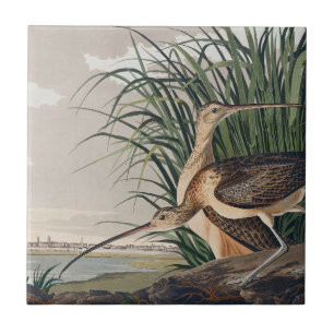 Audubon Long-Billed Curlew Bird Kakelplatta