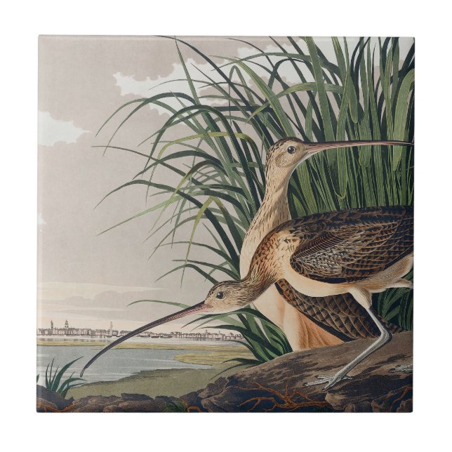 Audubon Long-Billed Curlew Bird Kakelplatta (Framsidan)