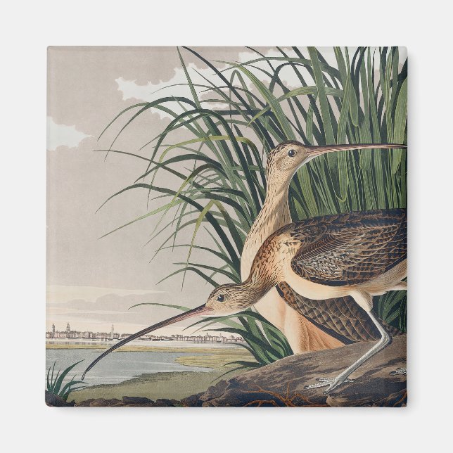 Audubon Long-Billed Curlew Bird Magnet (Framsidan)