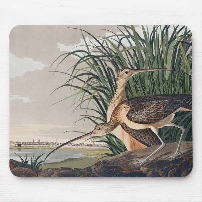 Audubon Long-Billed Curlew Bird Musmatta (Framsidan)