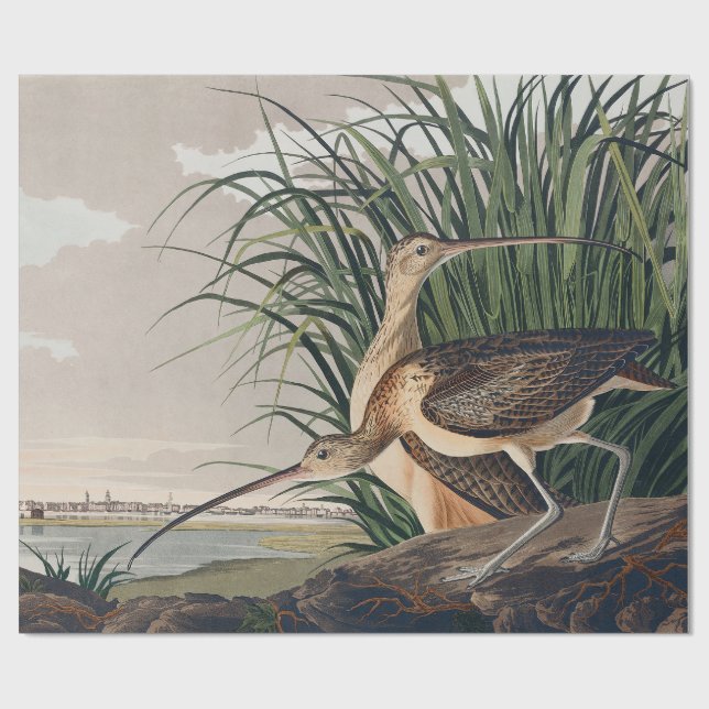 Audubon Long-Billed Curlew Bird Presentpapper (Platt)
