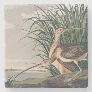 Audubon Long-Billed Curlew Bird Stenunderlägg