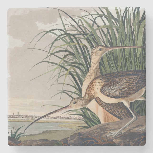 Audubon Long-Billed Curlew Bird Stenunderlägg (Framsidan)
