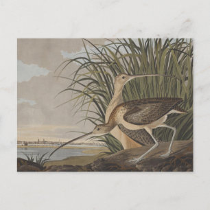 Audubon Long-Billed Curlew Bird Vykort
