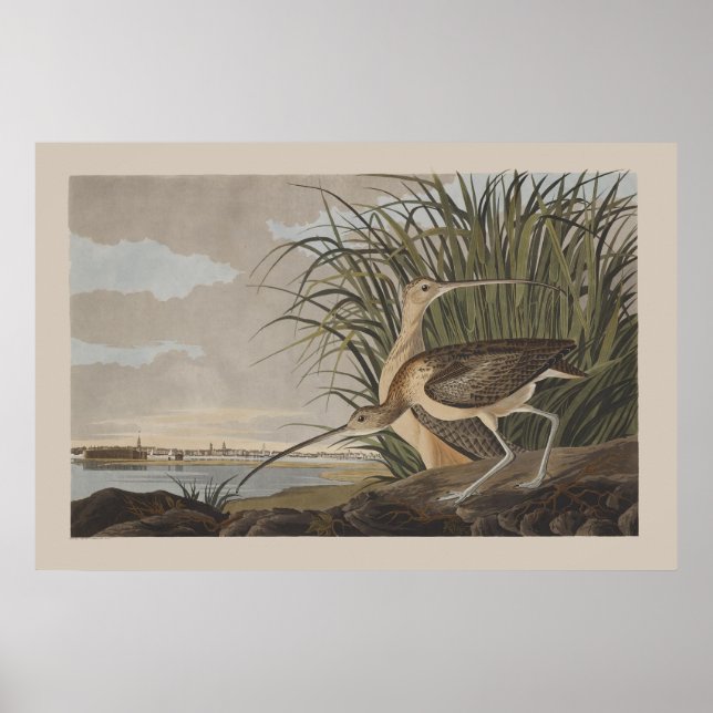Audubon Long-Billed Curlew Sandpiper Bird Poster (Framsidan)