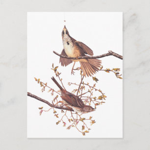 Audubon Long Sparrow Vykort