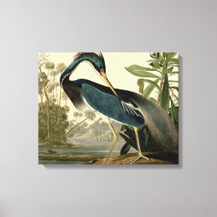 Audubon Louisiana Hägrar Fåglar Amerika Konst Canvastryck