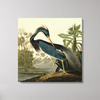 Audubon Louisiana Hägrar Fåglar Amerika Konst