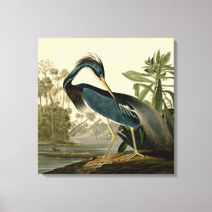Audubon Louisiana Hägrar Fåglar Amerika Konst Canvastryck