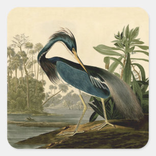 Audubon Louisiana Hägrar Fåglar Amerika Konst Fyrkantigt Klistermärke