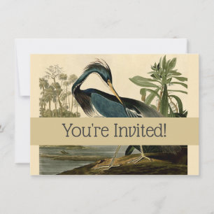 Audubon Louisiana Hägrar Fåglar Amerika Konst Inbjudningar
