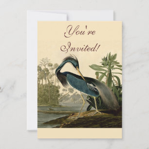 Audubon Louisiana Hägrar Fåglar Amerika Konst Inbjudningar