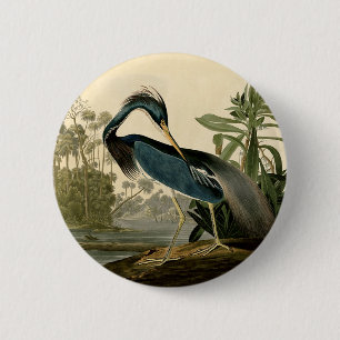 Audubon Louisiana Hägrar Fåglar Amerika Konst Knapp