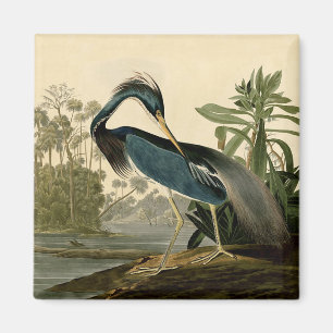 Audubon Louisiana Hägrar Fåglar Amerika Konst Magnet