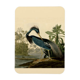 Audubon Louisiana Hägrar Fåglar Amerika Konst Magnet