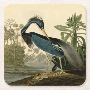 Audubon Louisiana Hägrar Fåglar Amerika Konst Underlägg Papper Kvadrat