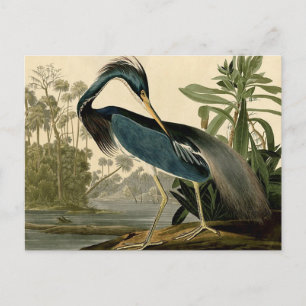 Audubon Louisiana Hägrar Fåglar Amerika Konst Vykort