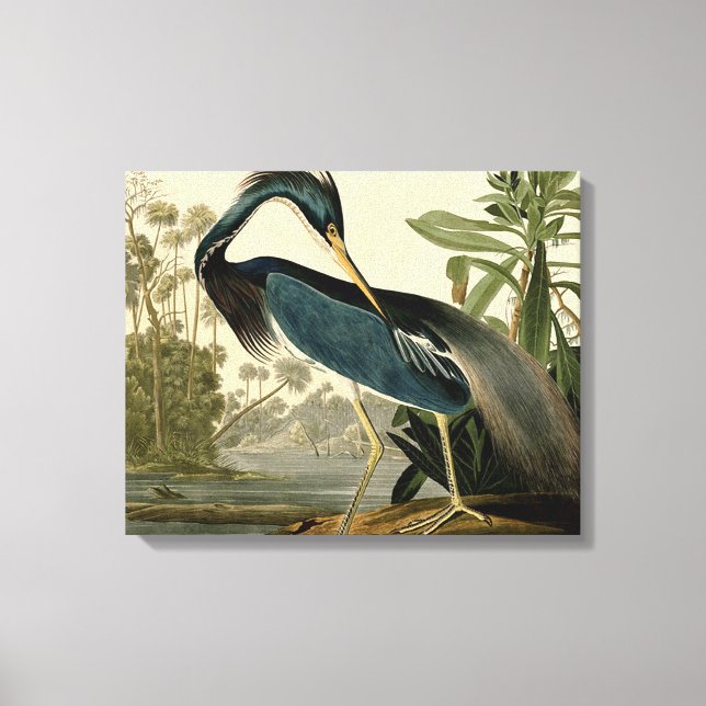 Audubon Louisiana Heron Birds America Art Canvastryck (Framsida)