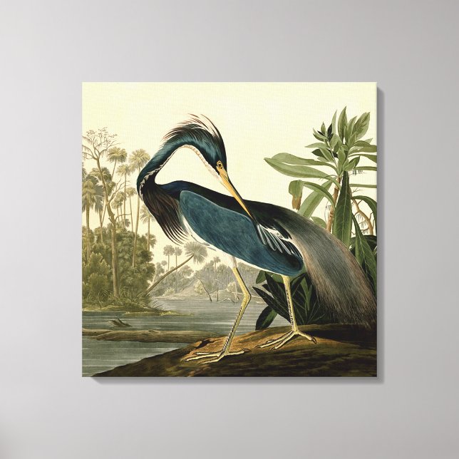 Audubon Louisiana Heron Birds America Art Canvastryck (Framsida)