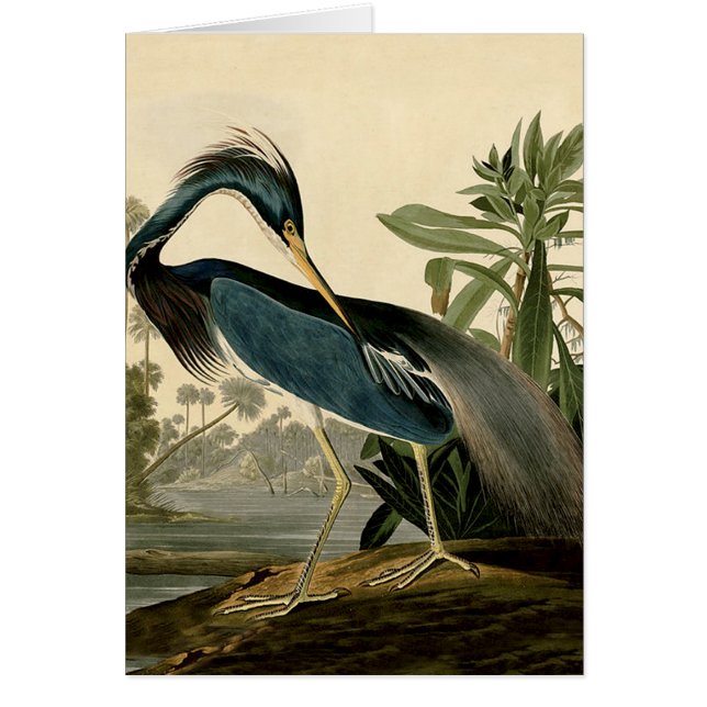 Audubon Louisiana Heron Birds America Art Hälsningskort (Framsidan)