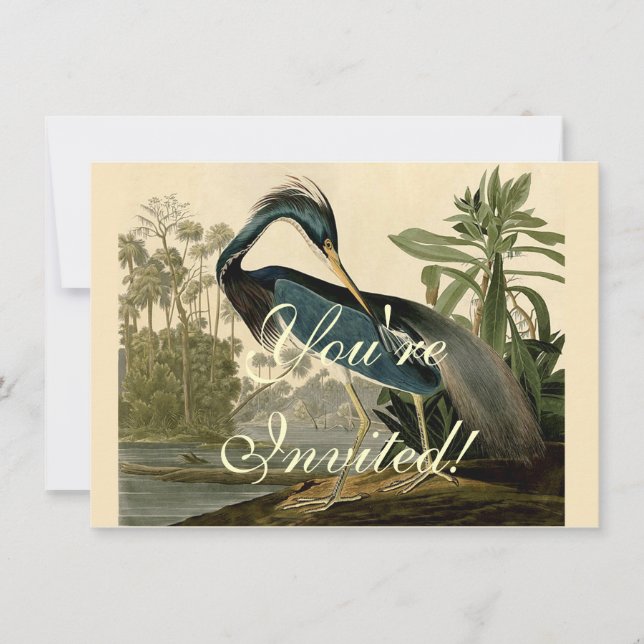Audubon Louisiana Heron Birds America Art Inbjudningar (Framsida)