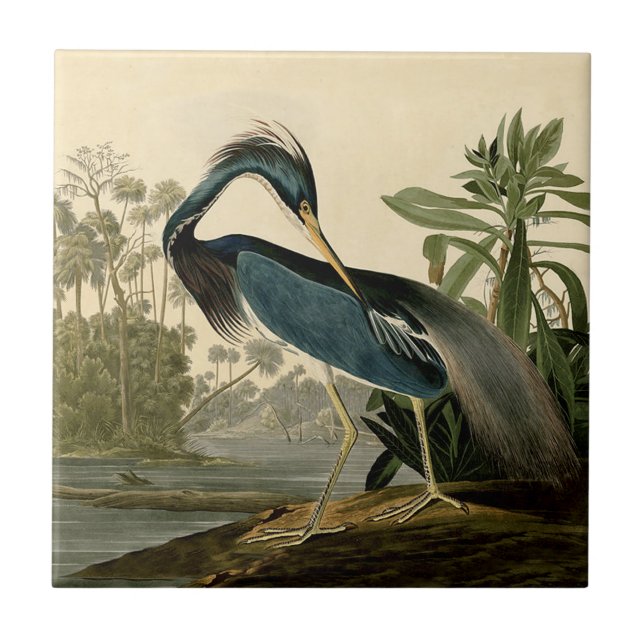 Audubon Louisiana Heron Birds America Art Kakelplatta (Framsidan)