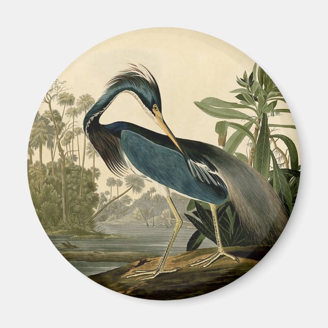 Audubon Louisiana Heron Birds America Art Magnet (Framsidan)