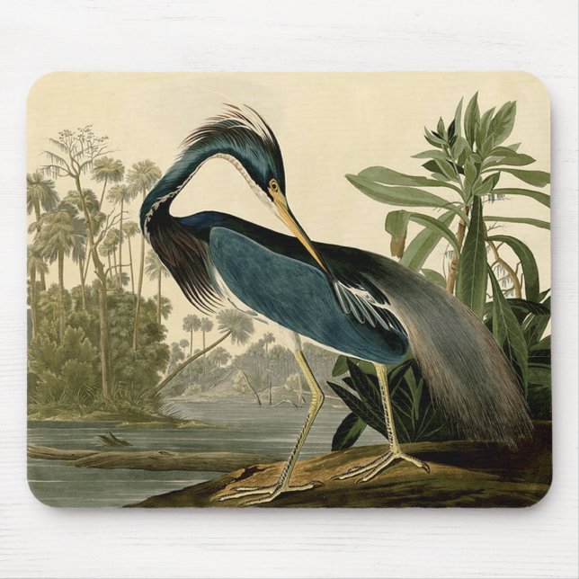 Audubon Louisiana Heron Birds America Art Musmatta (Framsidan)