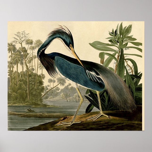 Audubon Louisiana Heron Birds America Art Poster (Framsidan)