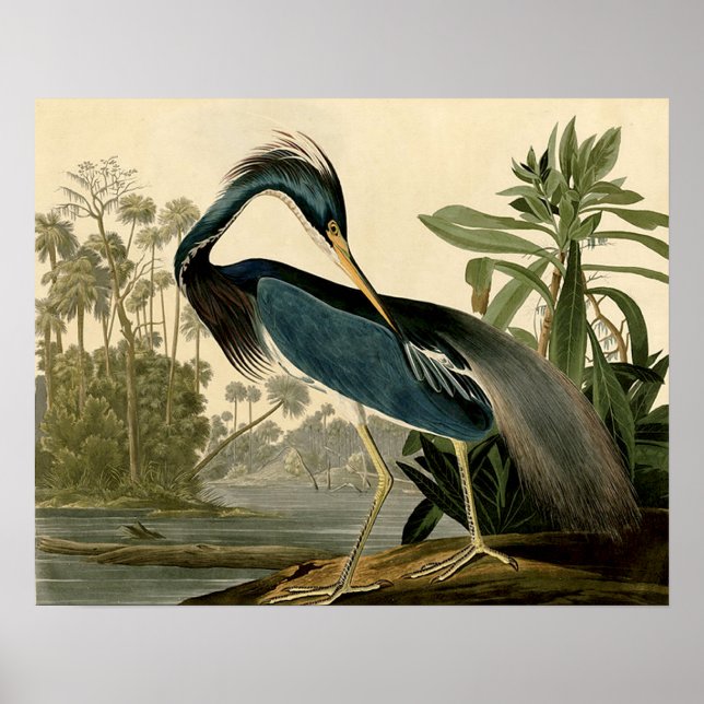 Audubon Louisiana Heron Birds America Art Poster (Framsidan)