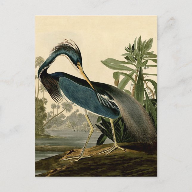 Audubon Louisiana Heron Birds America Art Vykort (Framsida)
