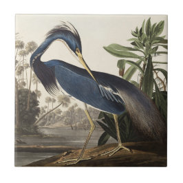 Audubon Louisiana Heron Birds of America Art Print Kakelplatta
