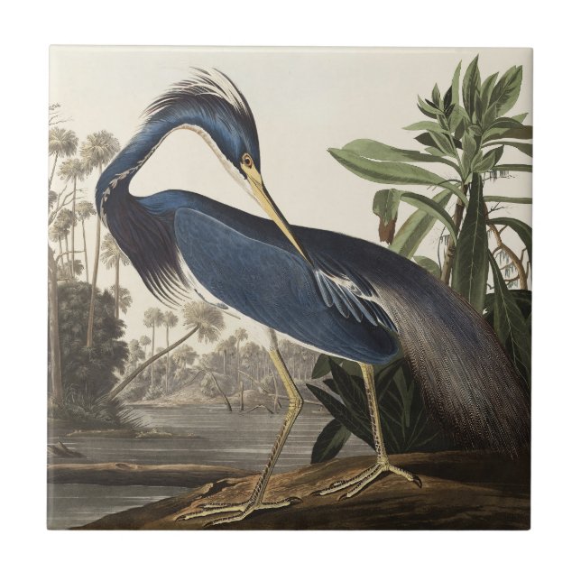 Audubon Louisiana Heron Birds of America Art Print Kakelplatta (Framsidan)