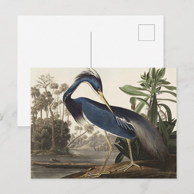 Audubon Louisiana Heron Birds of America Art Print Vykort (Fram/baksida)