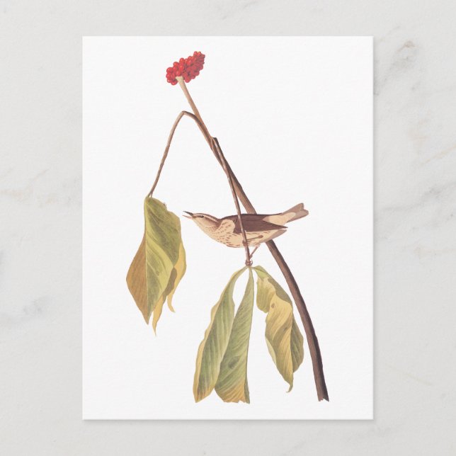 Audubon Louisiana Vatten Thush Bird med blomma Vykort (Framsida)