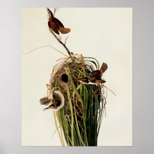 Audubon Marsh Wren Bird Art Poster
