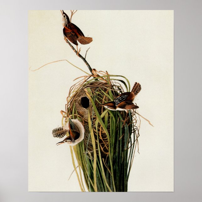 Audubon Marsh Wren Bird Art Poster (Framsidan)
